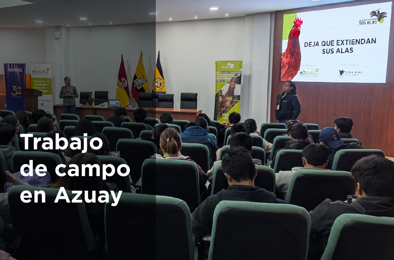 banner_web-AZUAY