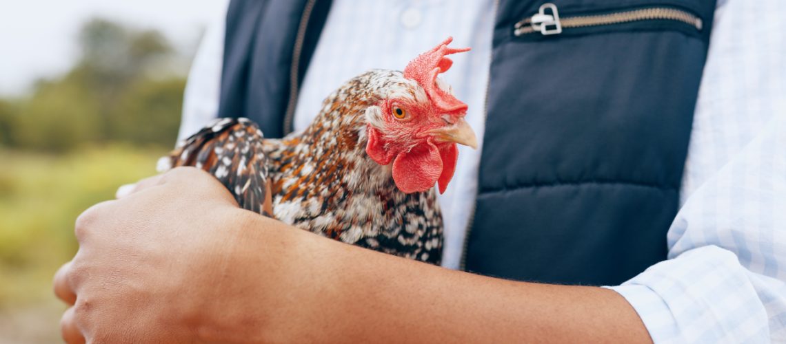 BANNER_DIA_RESPETO_GALLINA