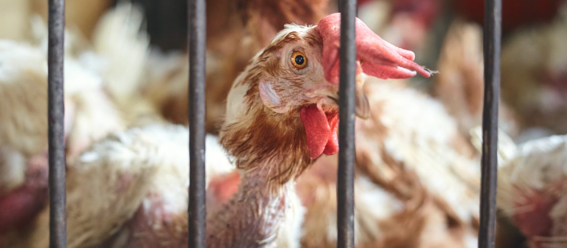 Gallina en jaula