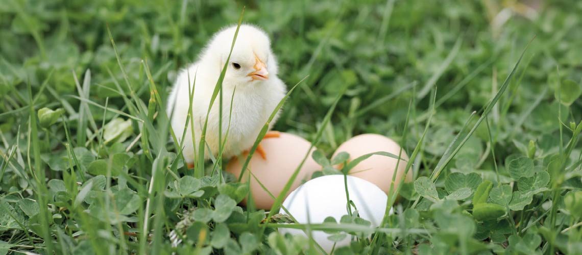 PORTADA GALLINAS d-03.jpg
