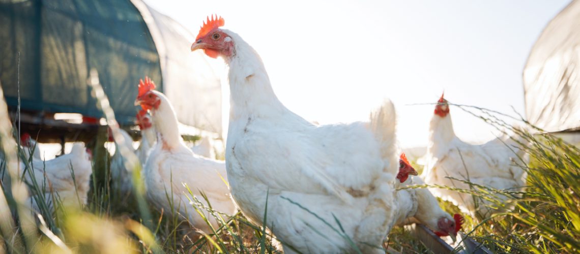 Gallinas libres de libre pastoreo