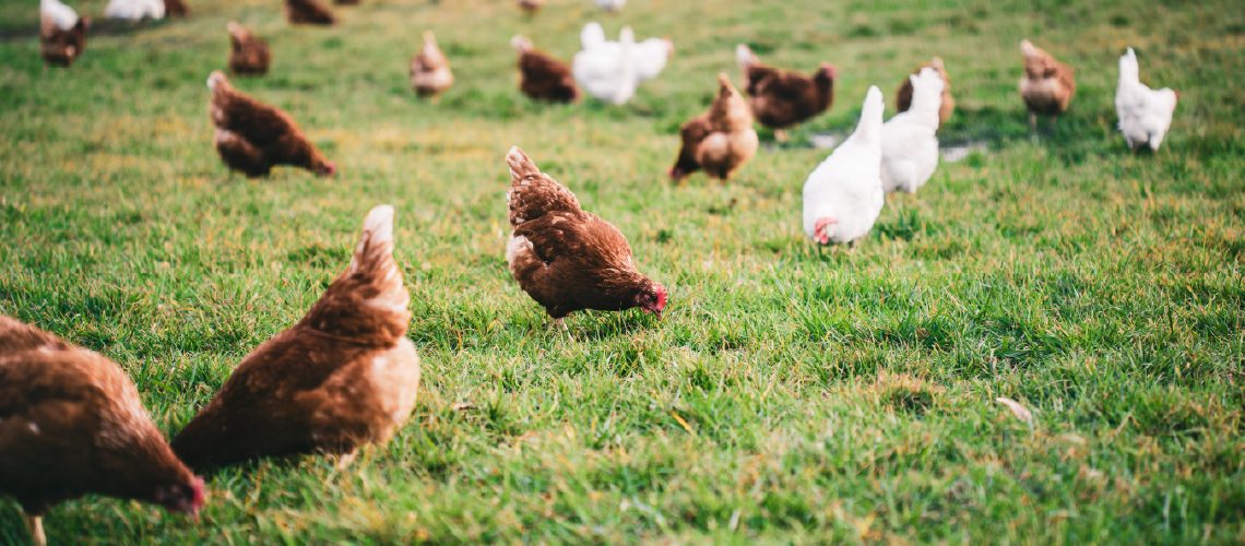 Gallinas en libertad de EEUU