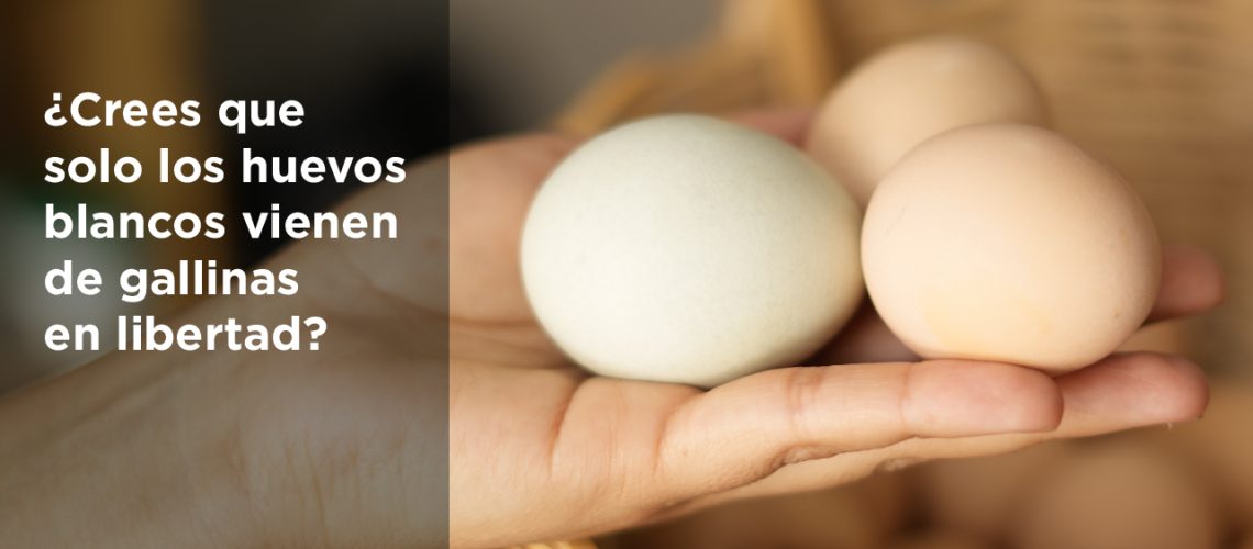huevos colores